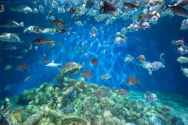 Things To Do NC Aquarium at Pine Knoll Shores