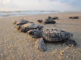 Things To Do Emerald Isle Sea Turtle Patrol 
